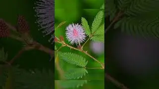 ## തൊട്ടവാടി തൊട്ടാൽ വാടുന്നത് എന്തുകൊണ്ട് ## Yamees  Corner ##