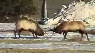 Elk Fighting
