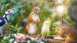 CAT TV😽 ADORABLE Little Birds and Cutest Squirrels!  10 Hours FUnFUnFun