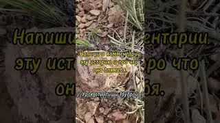 Уроки гадания на камнях от Птицы Мудрой - 12