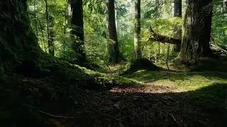 ✅FREE STOCK FOOTAGE Forest Jungle Calm Foliage By Mykhailo Drohomyretskyi Artlist HD