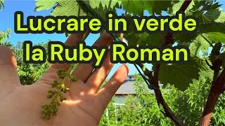 Ruby Roman, tunderea inflorescentelor. 8 iunie 2025