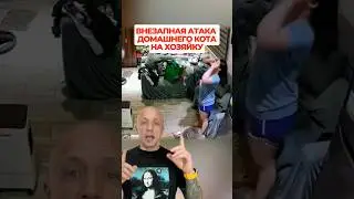 Внезапная атака домашнего кота на хозяйку