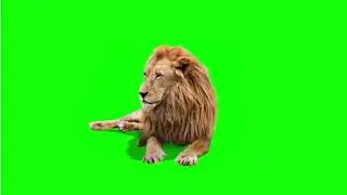 GREEN SCREEN LION KING OF THE JUNGLE ANIMAL ANIMATED |  FREE TO USE GRAPHICS ANIMATIONS