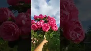 Штамбовые розы,принимаю заказы