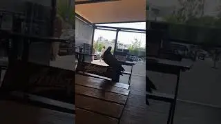 ГОЛУБЬ ЗАЛЕЗ НА...