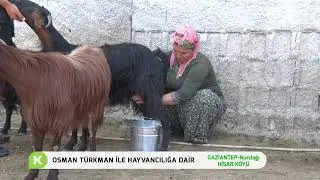 DEPREM BÖLGESİNDE HAYVANCILIK FAALİYETLERİ (GAZİANTEP - NURDAĞ/HİSAR KÖYÜ
