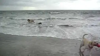 Buster at the Beach