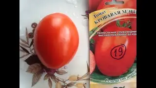 Томат "Кровавая Мэри". Дегустация
