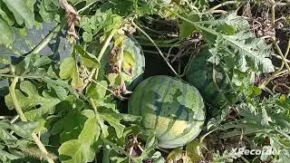 Обзор дачи в конце августа. Снова жара!