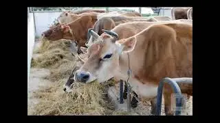 jaat raj