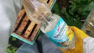 обработка пчёл от клеща вороа щавелевой кислотой