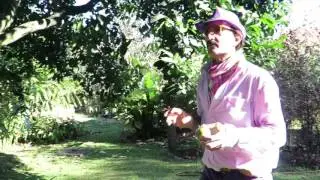 zapote negro (Diospyros digyna)