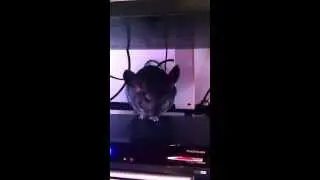 My cute chinchilla