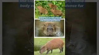 Capybara  The Giant Guinea Pig