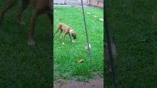 O Scotch e a Della tentando um diálogo, barbudio.