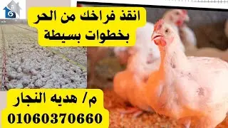 💊انقذ الفراخ من الحر 🐔بخطوات بسيطة ✅ (م/هديه النجار)