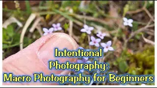 Macro Photography for Beginners