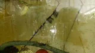 2017-09-02c Beri makanan utk Nemo (cengkerik hidup)