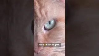 Cat Logic Collection #catshorts #catvideos  #funnycats