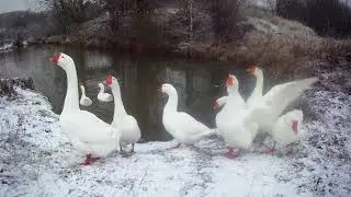 Малышкина свадьба.