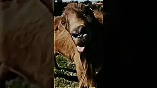 happy licking goat