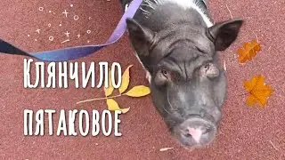 Осенняя прогулка с Кабачком