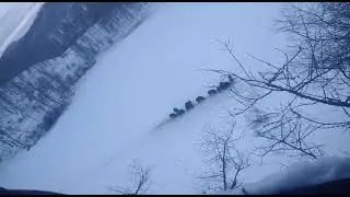 к основному табуну кабанов,  пришли ещё 4 штуки.