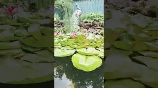 Сказочный сад.Водоем