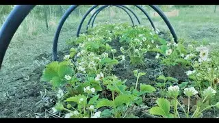 Garden walk June 11-22