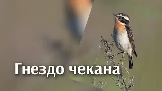 В гнезде лугового чекана