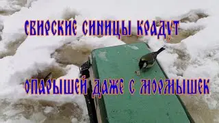 Рыбалка в Свирице 25 12 23 СИНИЦЫ РЭКЕТЕРЫ.