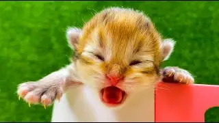 Kitten meowing and crying Meow Meow