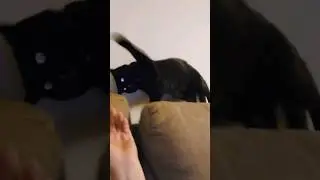 My cat's reaction. 