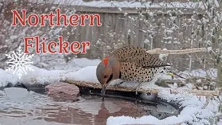 Northern Flicker Visits Snow-Covered Birdbath on a Wintry Day!