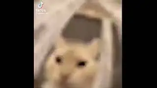 Кот....