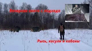 Вечерняя охота SFH VARG H50RL с подхода. Рысь , косули и кабаны