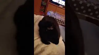 А это просто милый котик :з 