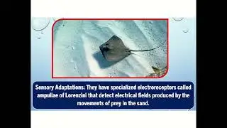 "Stunning Stingrays: Mysterious Gliders of the Ocean!"