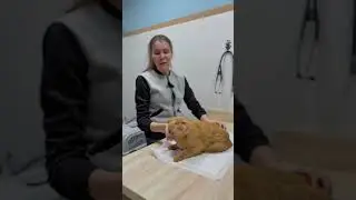 История кота-инвалида Рыжего