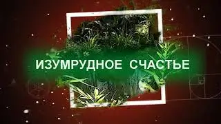 ИЗУМРУДНОЕ СЧАСТЬЕ (мульт стиль)