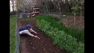 Comment planter des pommes de terre ?