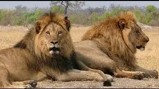 Ngwesha Water Hole II Lions!  (Remix)