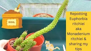 Repotting Monadenium ritchiei Succulent 'aka' Euphorbia ritchiei & Sharing my Tips #succulents
