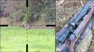 Caza de conejos con 22lr y Scope Cam | CZ 457 Lux | Vortex Viper