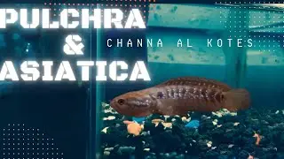 Ekspresi CHANNA Ketika BAHAGIA