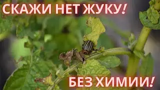 ЖУК на картошке Как избавиться от колорадского жука без химии