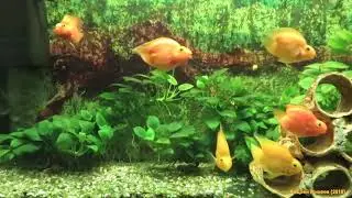 Красные и желтые трехгибридные попугаи Red and yellow three-hybrid parrots