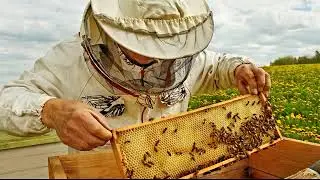 Пчелиные соты, интересные факты, живая озвучка