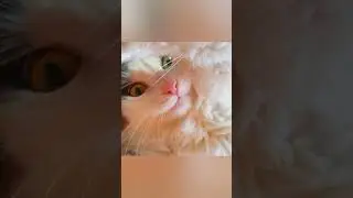 Лолочкамилота 😻❤